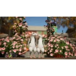 Two white mice standing on their hind legs, noses touching, surrounded by pink rose bushes in a sunny garden.
